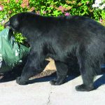 Bears In Montebello REMINDER and WATCH ATTACHED VIDEOS